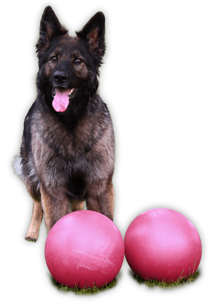 BeHappy Hundeschule Diaz