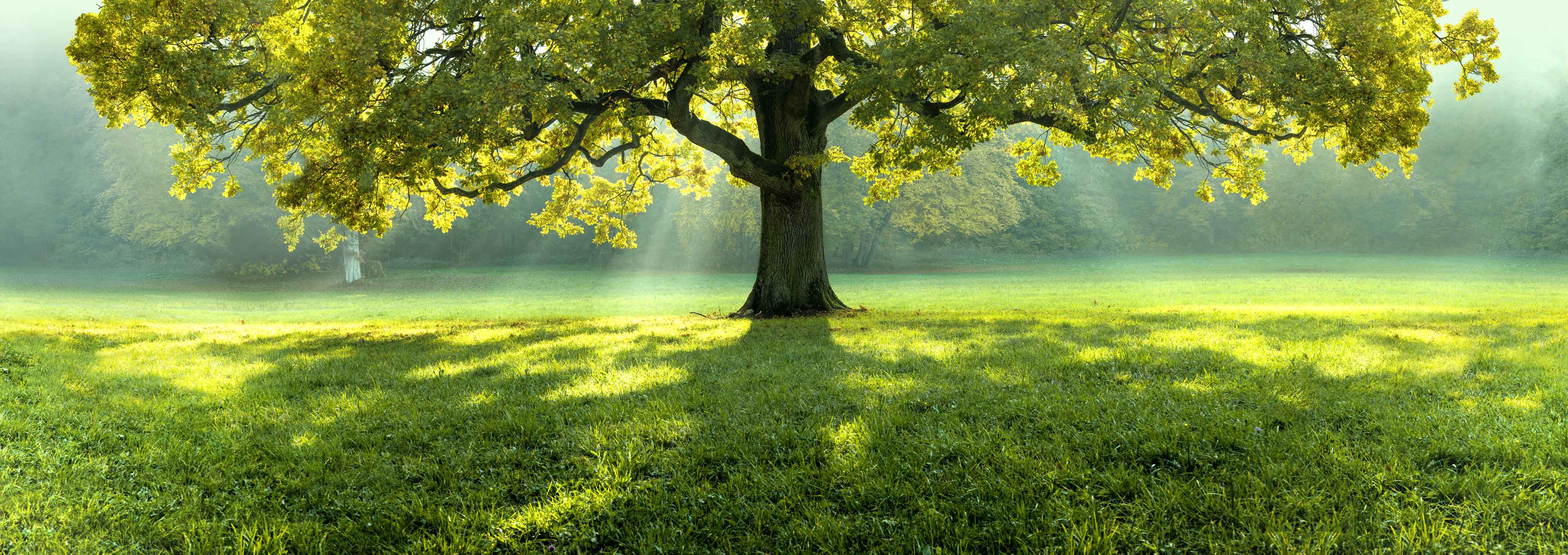 Hintergrung Slider 1 Baum