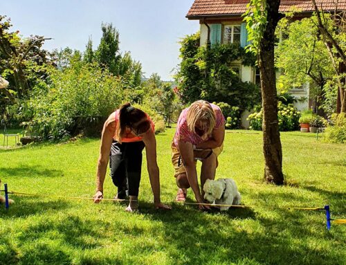 Angebotsänderung: Ich biete voraussichtlich keine obligatorischen Hundekurse mehr an.
