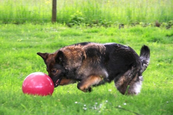 Hund in Aktion mit Treibball